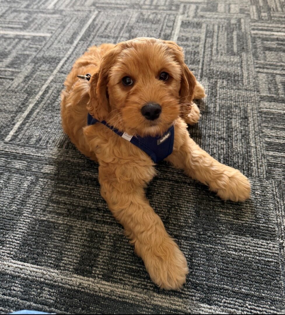 therapy dog midland MI